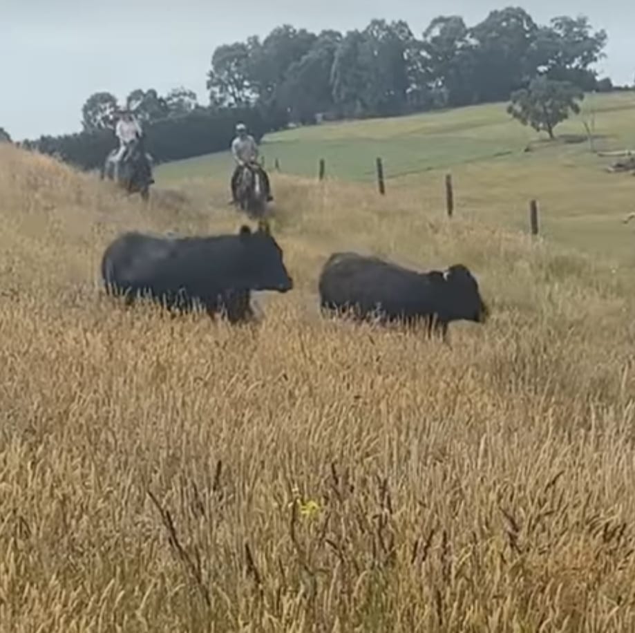 Our grass-fed cattle on the Gippsland farm