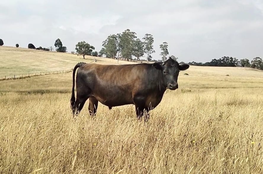 Our sustainable farm in Gippsland