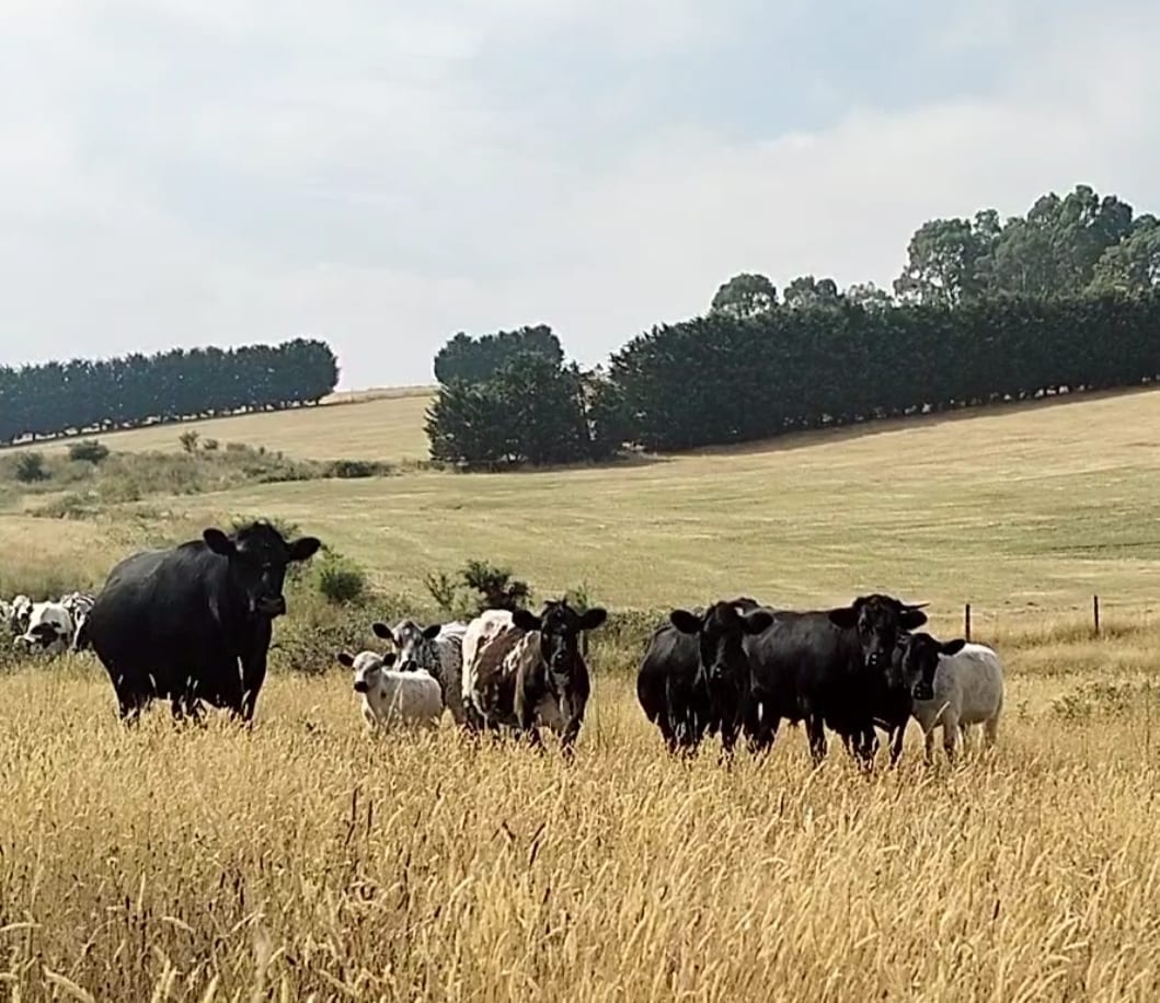 Our regenerative farm in Gippsland