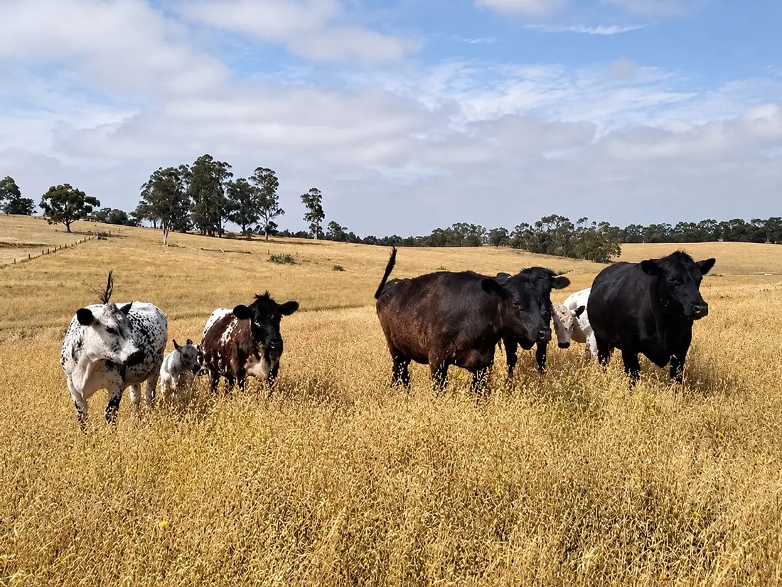 Speckled and black grass-fed cattle with calves in golden paddock grass under a blue sky