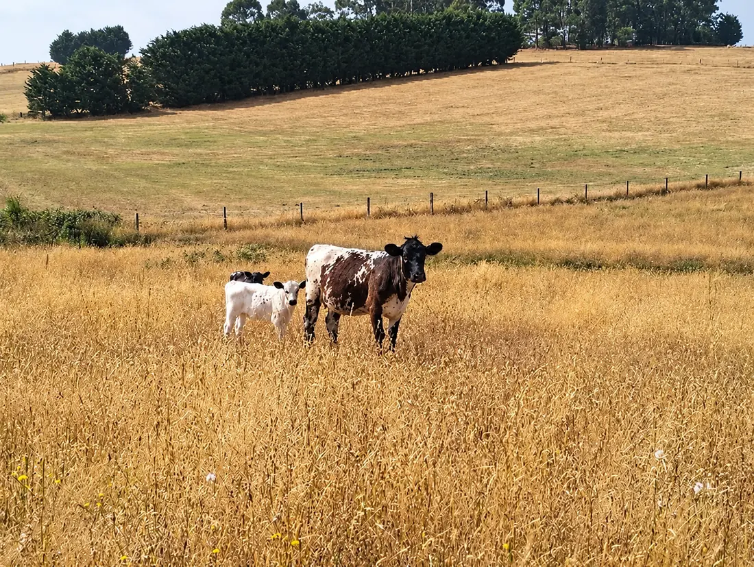 A brown-and-white cow with her calf in the golden paddock grass on our Gippsland farm