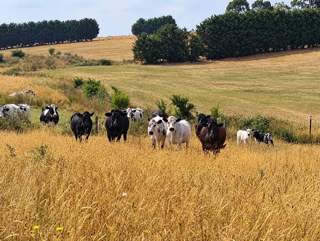 Our herd of cattle and calves in golden grass, with green hills and tree lines behind