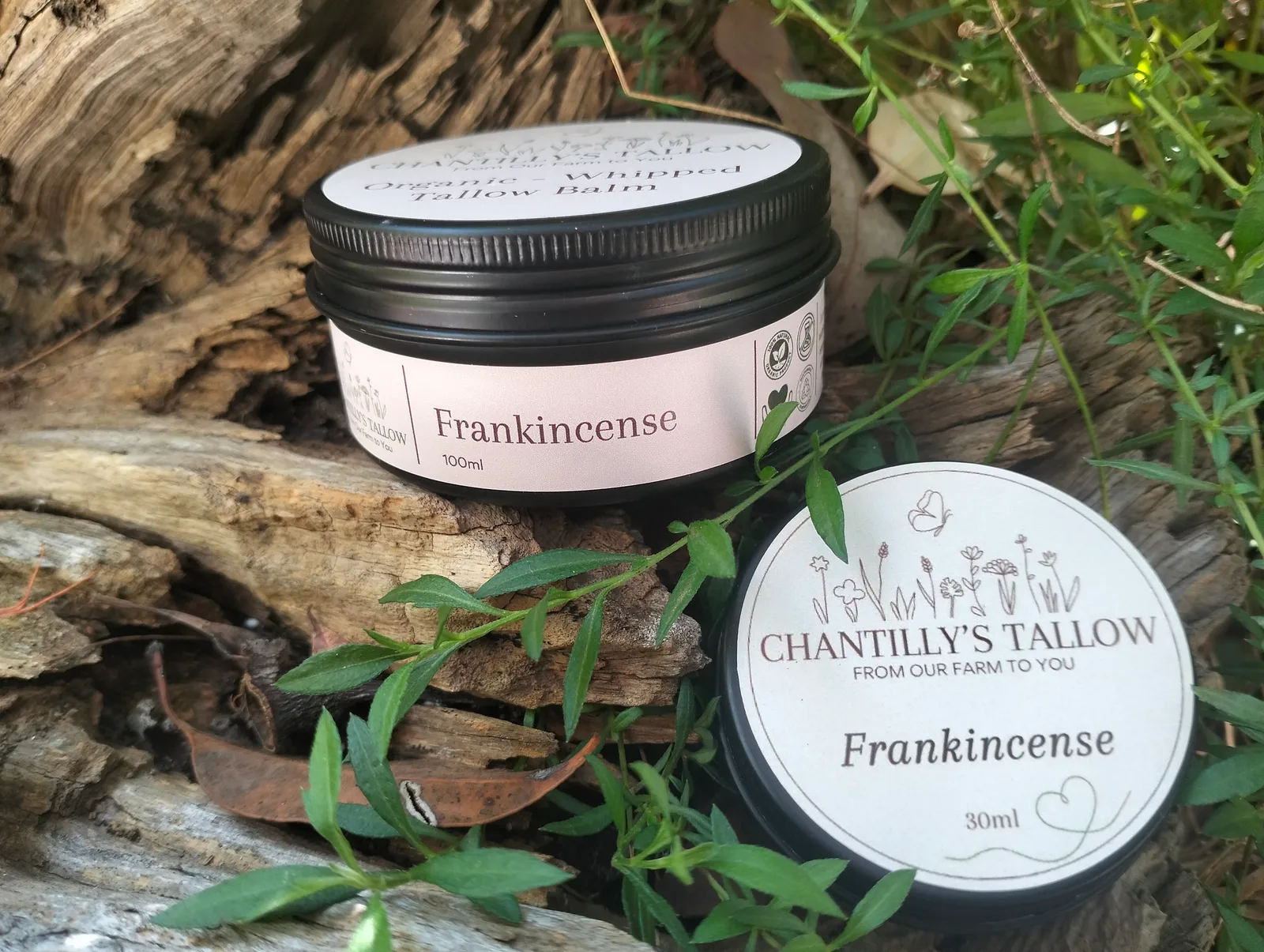 Frankincense & Olive